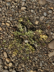 Eryngium vesiculosum