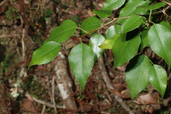 Excoecaria dallachyana