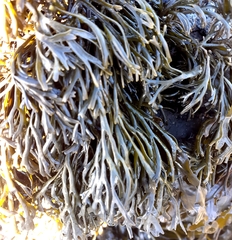 Pelvetia canaliculata