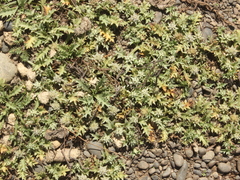 Eryngium vesiculosum