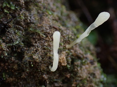 Clavaria falcata