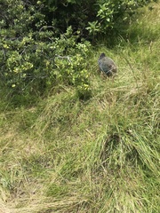 Porphyrio hochstetteri