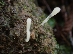 Clavaria falcata