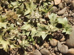 Eryngium vesiculosum