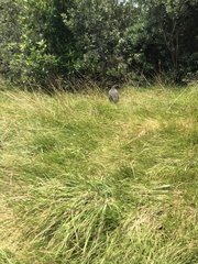 Porphyrio hochstetteri