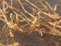 Potamogeton ochreatus