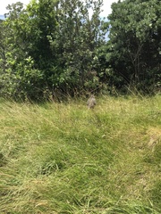 Porphyrio hochstetteri