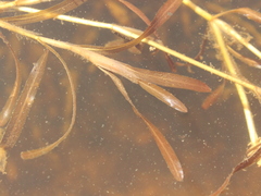 Potamogeton ochreatus