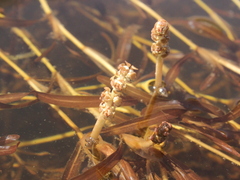 Potamogeton ochreatus