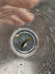 Poeciliidae