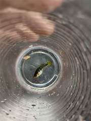 Poeciliidae