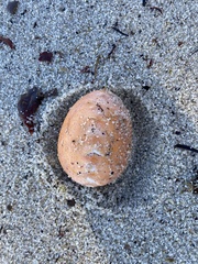 Aplidium californicum
