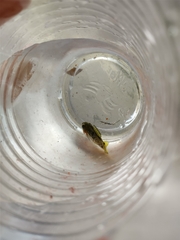 Poeciliidae