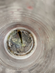 Poeciliidae
