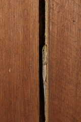 Lygodactylus incognitus