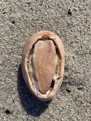 Aplidium californicum