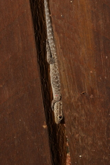 Lygodactylus incognitus