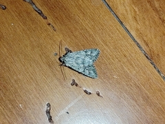 Ichneutica mutans