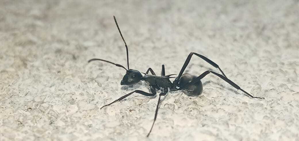Polyrhachis curvispina