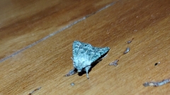 Ichneutica mutans