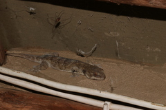 Homopholis walbergii