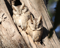 Otus bakkamoena