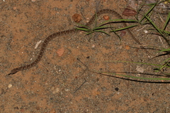 Dasypeltis scabra