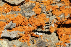 Trentepohlia