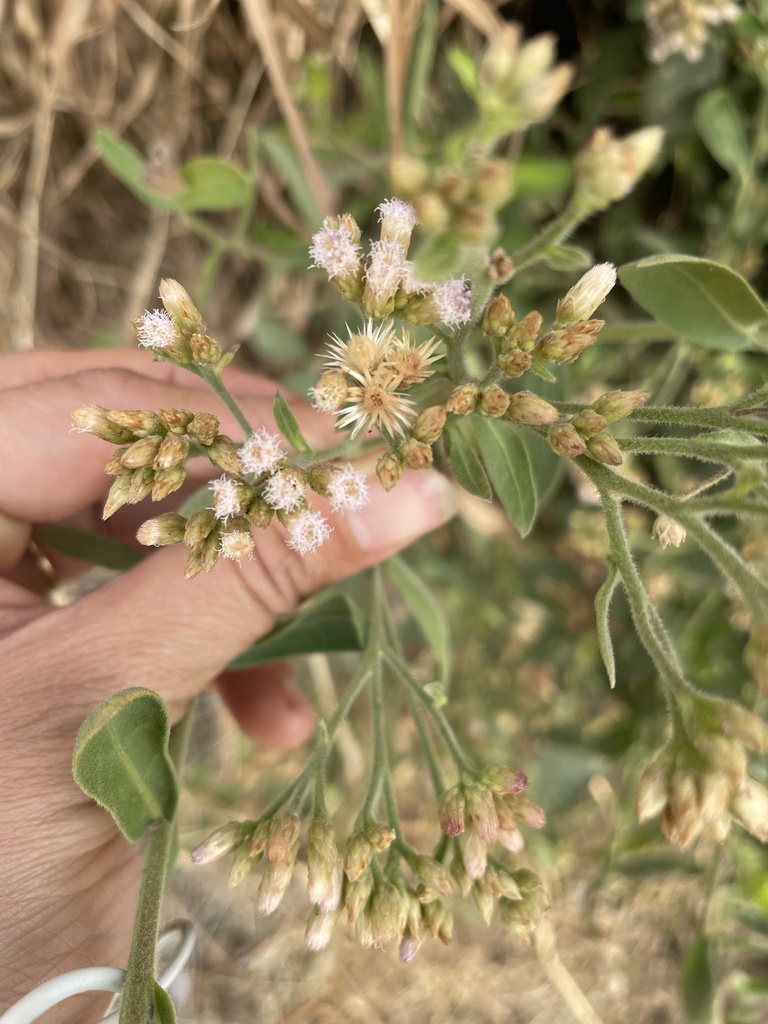Rasna