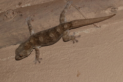 Homopholis walbergii