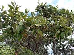 Ozoroa reticulata