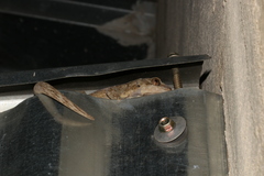 Homopholis walbergii