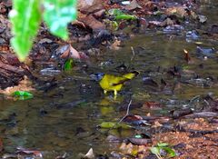 Brachypodius melanocephalos