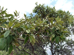 Ozoroa reticulata