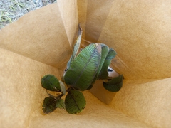 Ozoroa reticulata