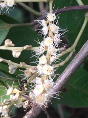 Terminalia paniculata