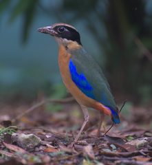 Pitta moluccensis