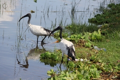 Threskiornis aethiopicus