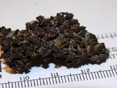 Enchylium conglomeratum