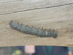 Gastropacha quercifolia