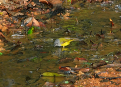 Culicicapa ceylonensis