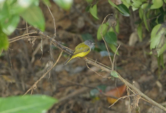 Culicicapa ceylonensis