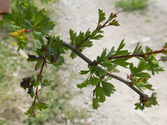 Dysaphis crataegi