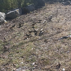 Pterorhinus albogularis