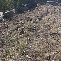 Pterorhinus albogularis