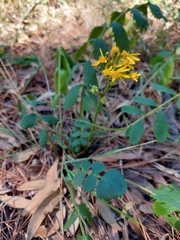 Packera sanguisorbae