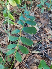 Packera sanguisorbae