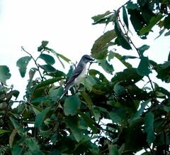 Pericrocotus divaricatus