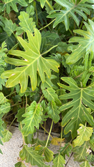 Thaumatophyllum xanadu