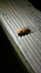 Chremistica ochracea